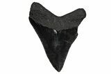 Serrated, Juvenile Megalodon Tooth - South Carolina #340427-1